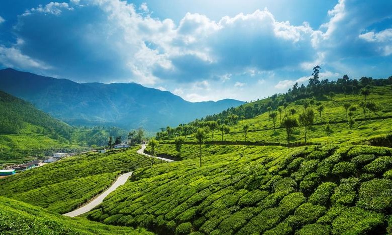 Kerala Hills & Backwater Tour Package  Tour Package