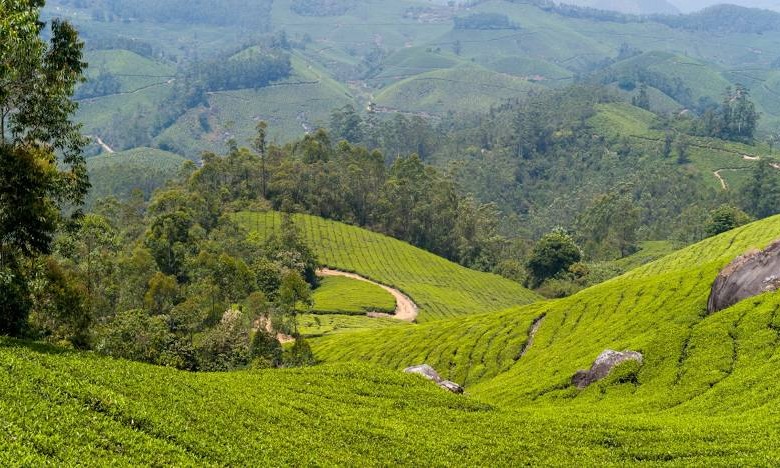 Kerala Tour Package  Tour Package