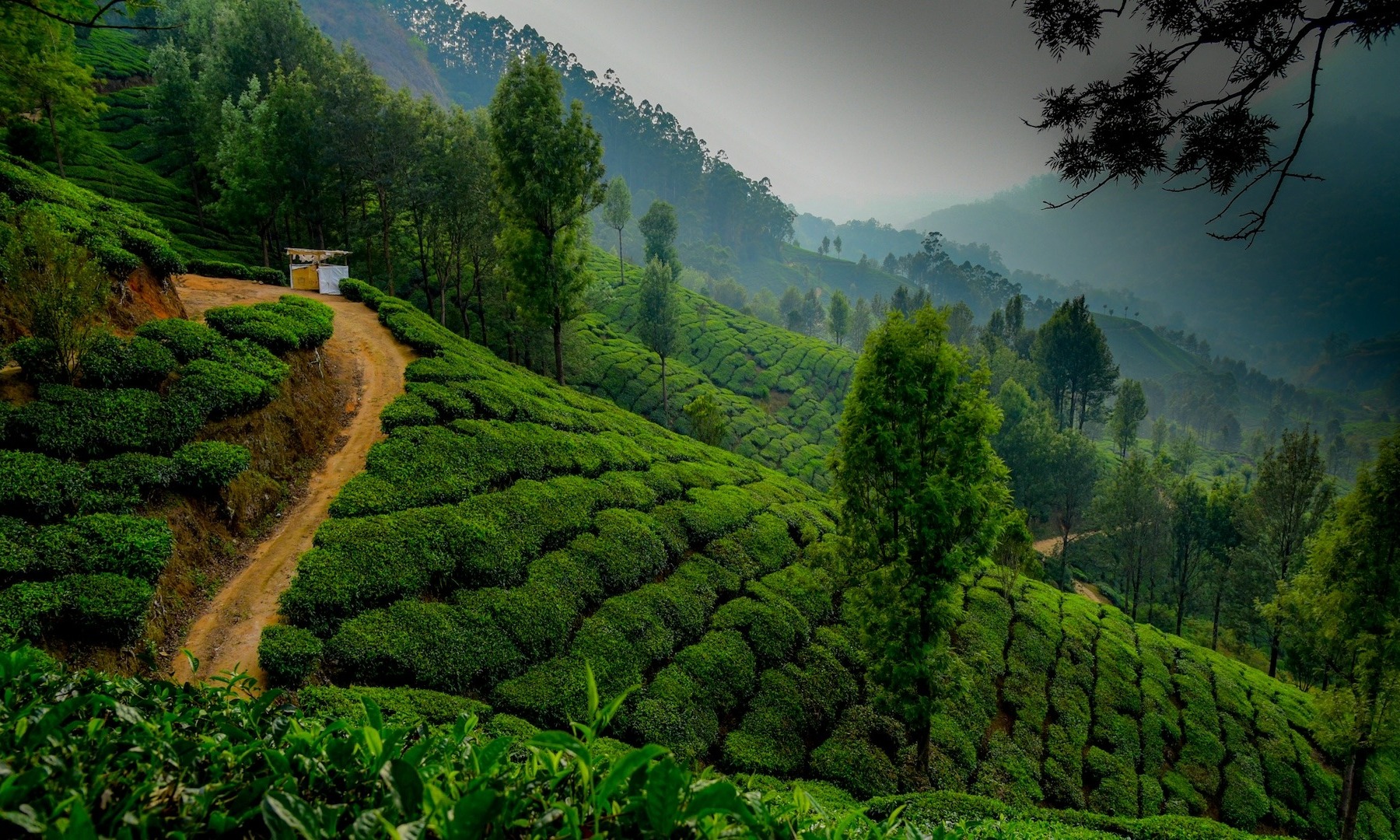 Kerala Bliss: Wildlife, Houseboat & Beaches Tour Package