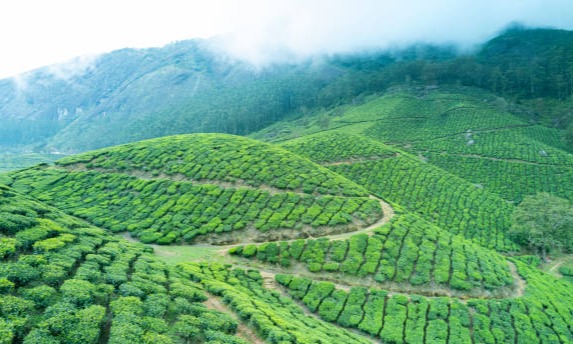 Munnar Thekkady Vegamon Alleppey and Varkala Tour Package Tour Package