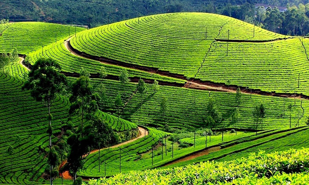 Kerala Hill, Backwater & Beach Tour Tour Package