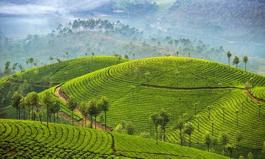 Munnar Thekkady Alleppey Tour Package Tour Package