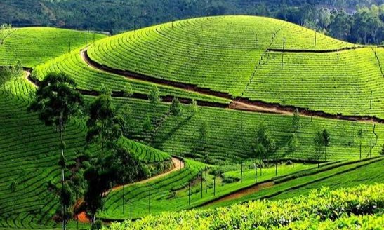 Kanyakumari Kovalam Alleppey & Munnar Tour Package  Tour Package