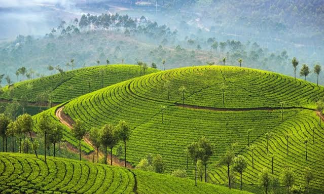 Guruvayur Munnar Thekkady Allepepy Kovalam Tour Package  Tour Package