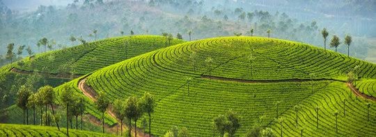 Munnar Thekkady Alleppey Tour Package Tour Package